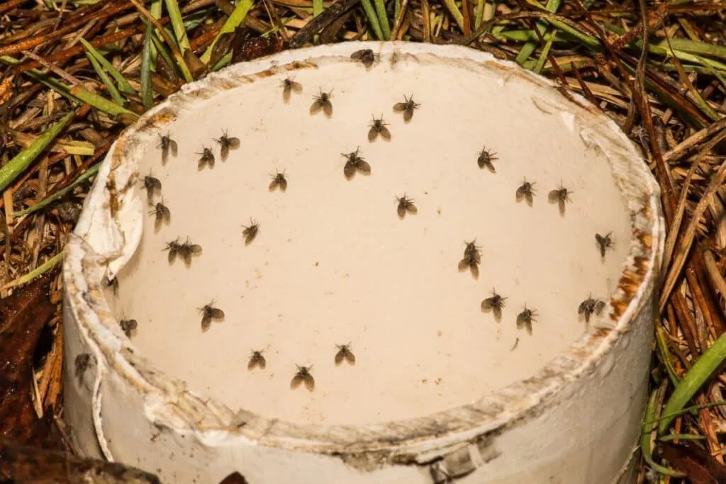 The hidden threat of food moths in your kitchen