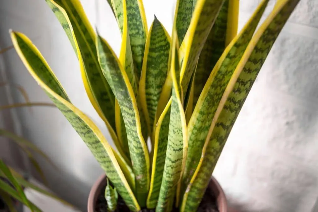 Low-maintenance indoor plants made simple